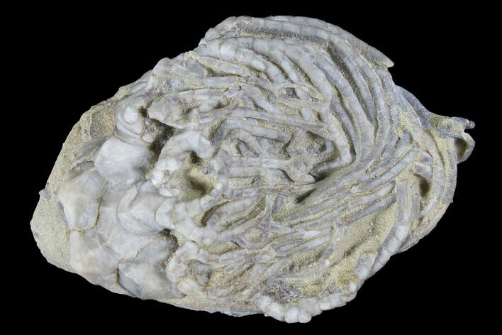 Crinoid (Cyathocrinus) Fossil - Crawfordsville, Indiana #99911